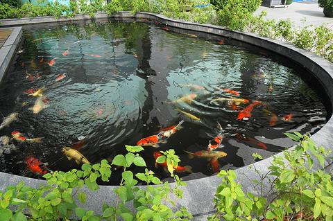 DIY Garden Pond Maintenance