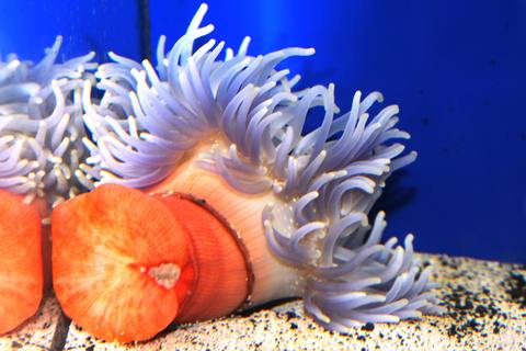 Damaged Anemone Foot