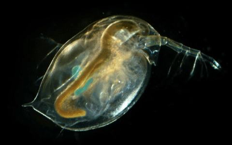 Daphnia