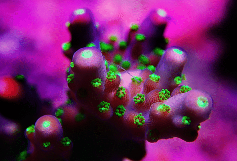 Designer Acropora