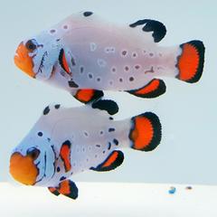 Designer Clownfish