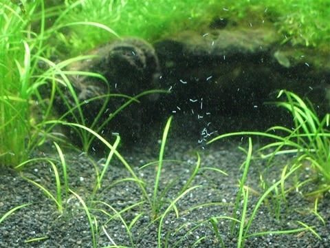 Detrius Worms On Glass