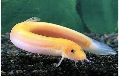 Dojo Loach