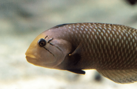 Dragon Wrasse Adult