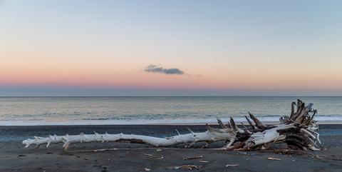Driftwood on Beach