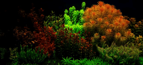 Dutch Style Aquarium