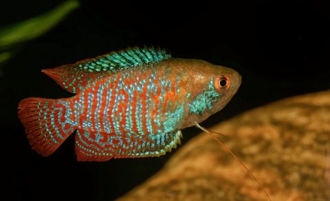 Dwarf Gourami in Aquarium