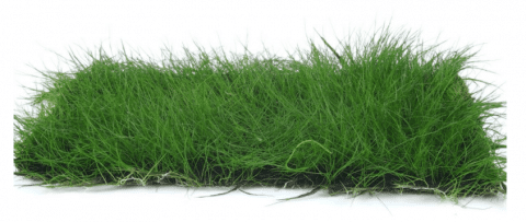 Dwarf Hairgrass