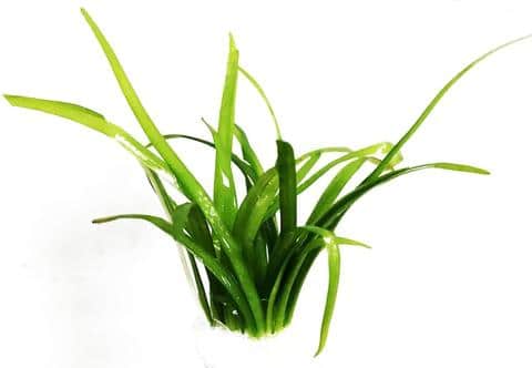 Dwarf Sagittaria