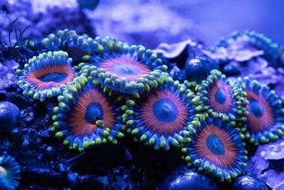 Eagle Eye Zoanthid Coral