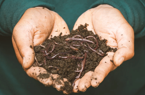 Earthworms