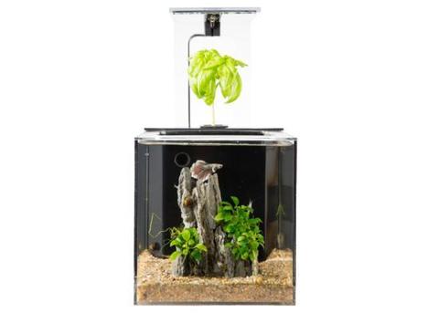 EcoQubeC Aquarium