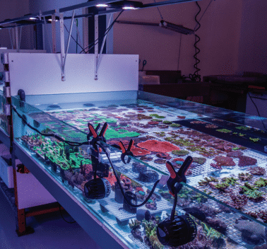 EcoTech Radions at WWC