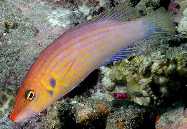 Eight Lined Wrasse