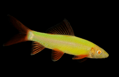 Electric Green Shark