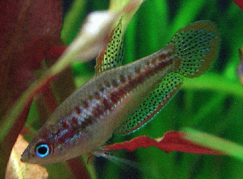 Emerald Eye Rasbora
