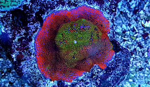 Encrustring Montipora