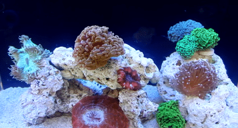 LPS Only Nano Reef Tank