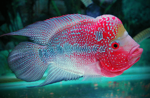 Flowerhorn Cichlid