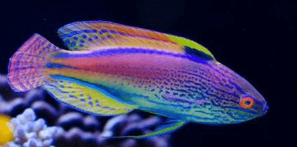 Lineatus Fairy Wrasse