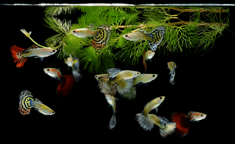 Fancy Guppies with Floating Plants