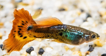 Fancy Guppy Fish