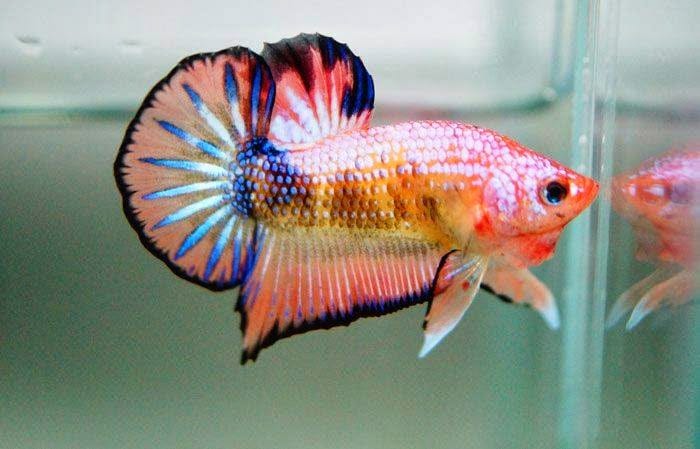Fancy Marble Plakat Betta