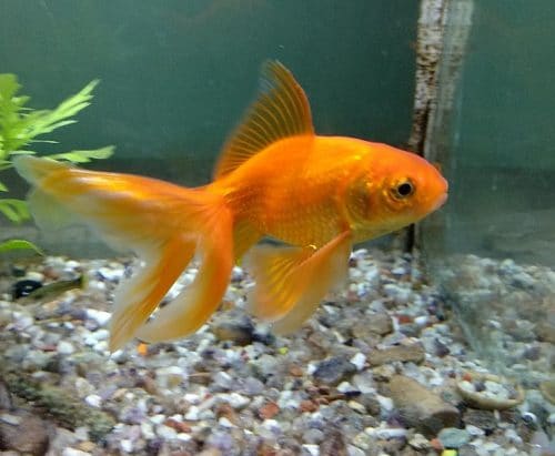 Fantail Goldfish Swimming
