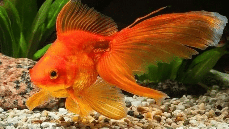 Fantail Goldfish