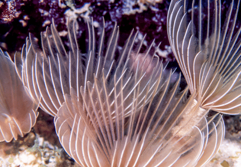 Feather Duster Worm