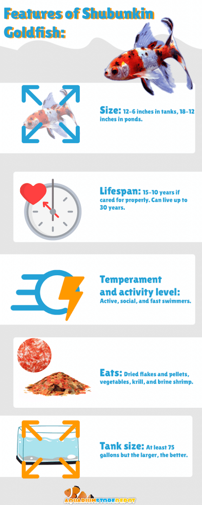 Features of Shubunkin Goldfish