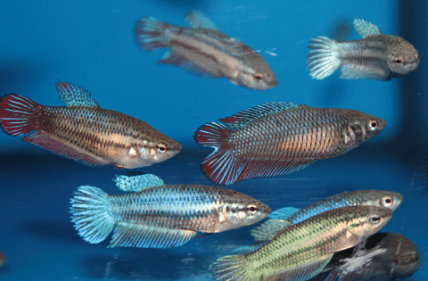 Female Betta Group