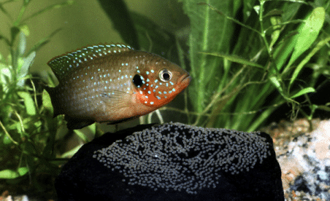 Female Jewel Cichlid