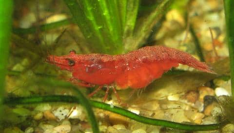 Female Cherry Shrimp