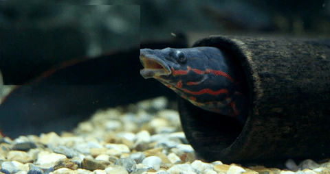 Fire Eel in driftwood