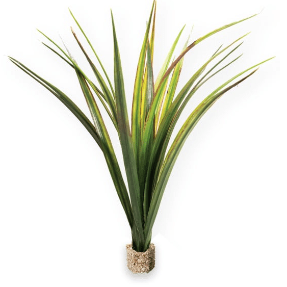 Current USA Fountain Grass