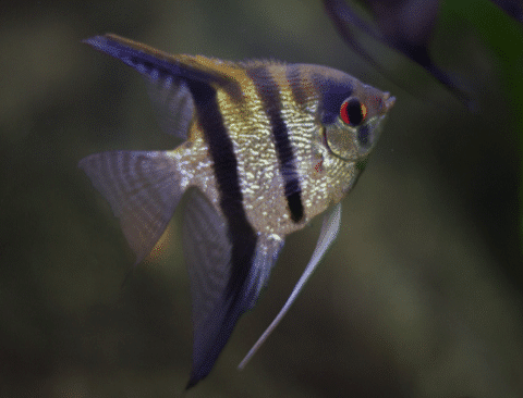 Freshwater Angelfish