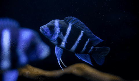 Frontosa Cichlid in Aquarium