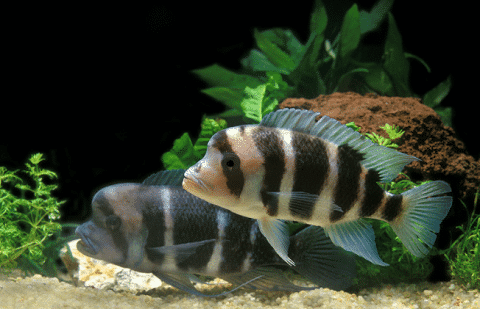 Frontosa Cichlid with Live Plants