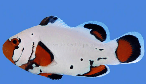Frostbite Clownfish