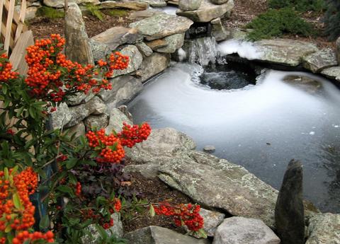 Frozen Koi Pond