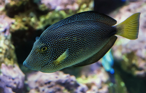 Gem Tang
