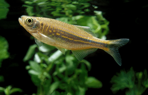 Giant Danio Fish in Aquarium