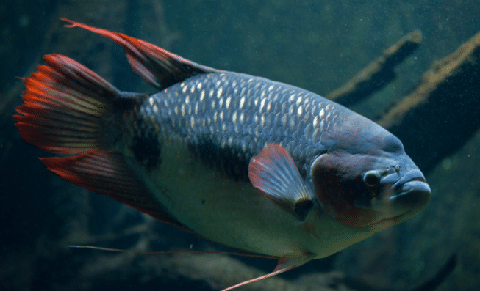 Giant Gourami Fish
