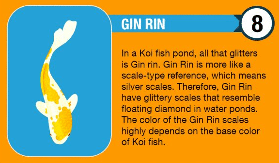 Gin Rin Koi