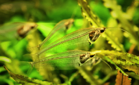 Glass Catfish in Aquarium