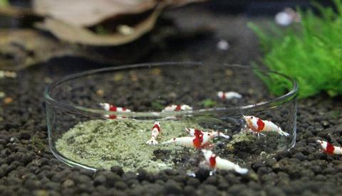 Glass Feeding Dish For Shrimp Tanks