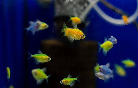 Glo Fish Tetra