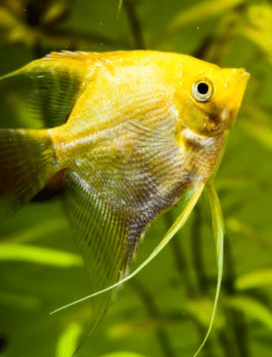 Gold Angelfish