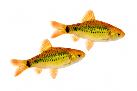 Gold Barbs Profile